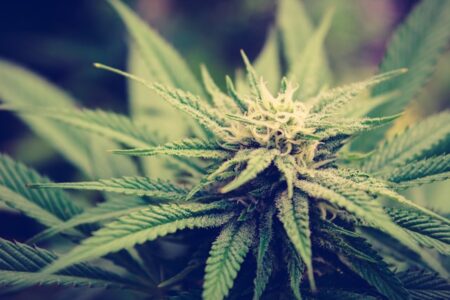 Hvad er CBD olie? En introduktion til de terapeutiske fordele