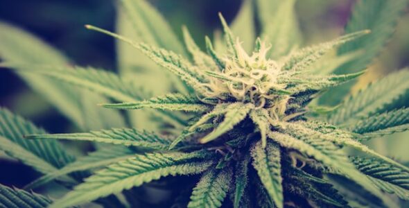 Hvad er CBD olie? En introduktion til de terapeutiske fordele