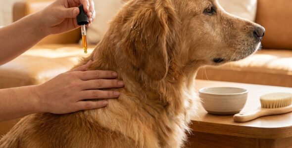 Olie til hunde med tør hud: En vej til sundere pels